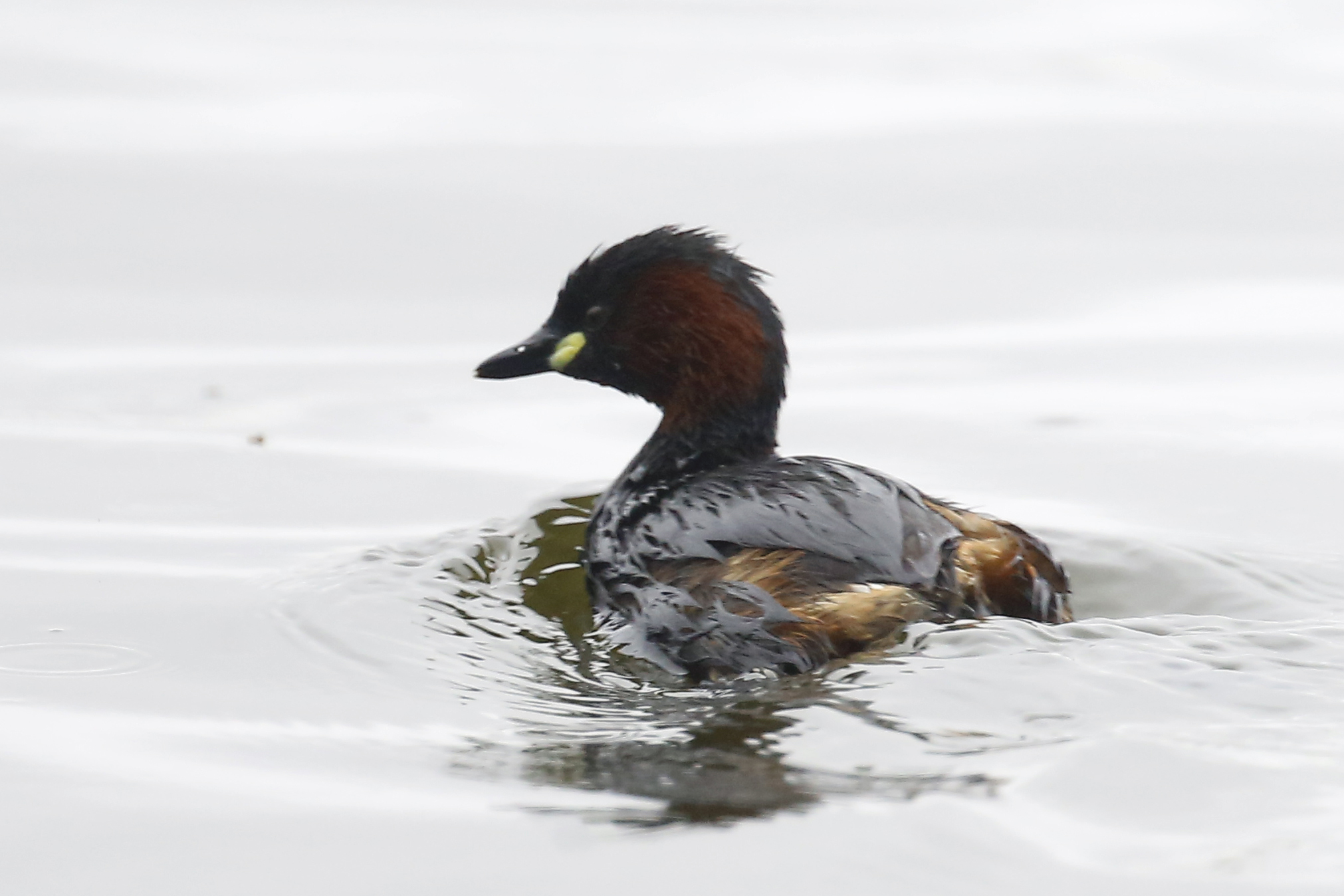 Little Grebe
